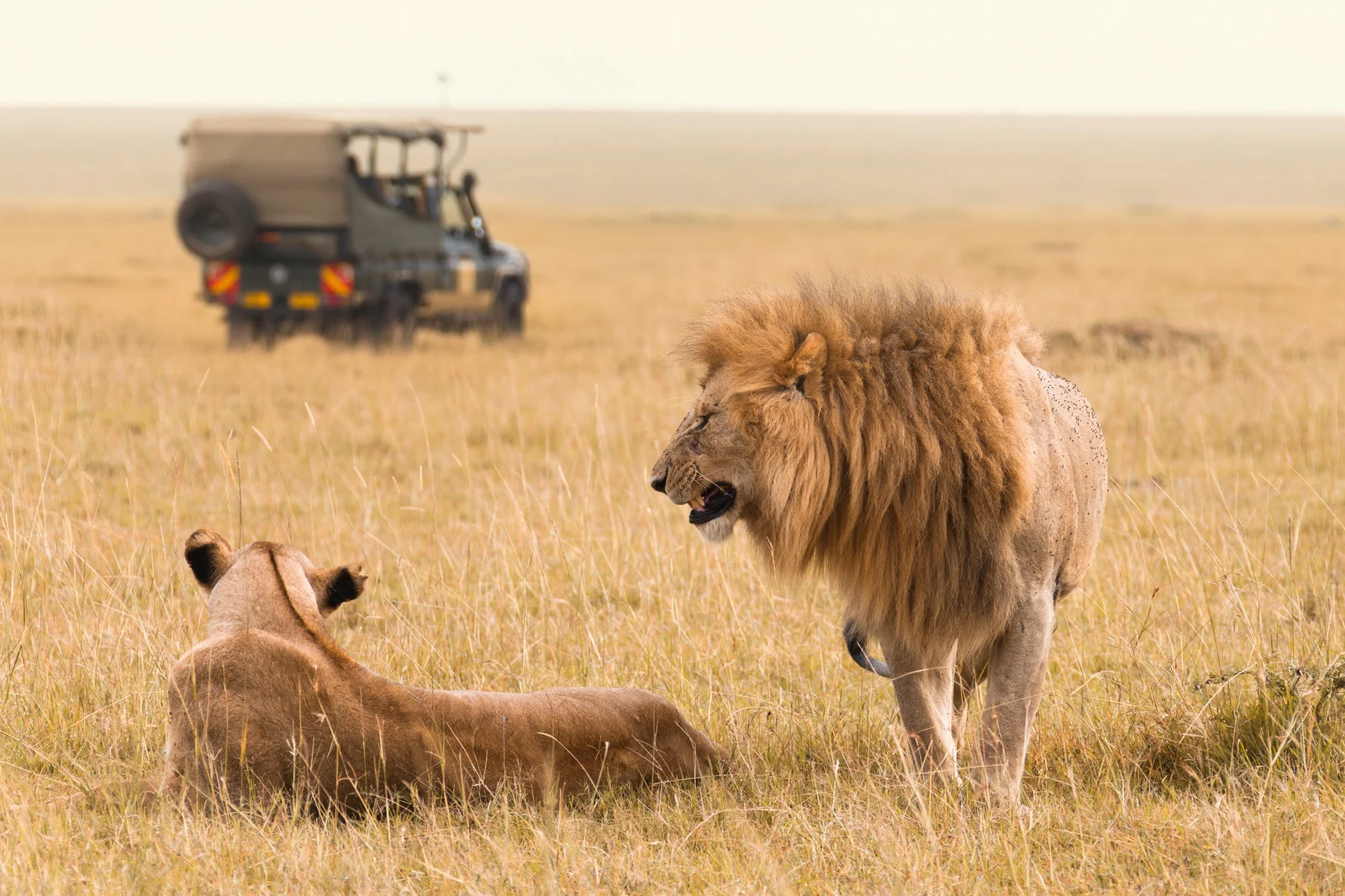 Coppia di leoni nella savana con jeep da safari sullo sfondo