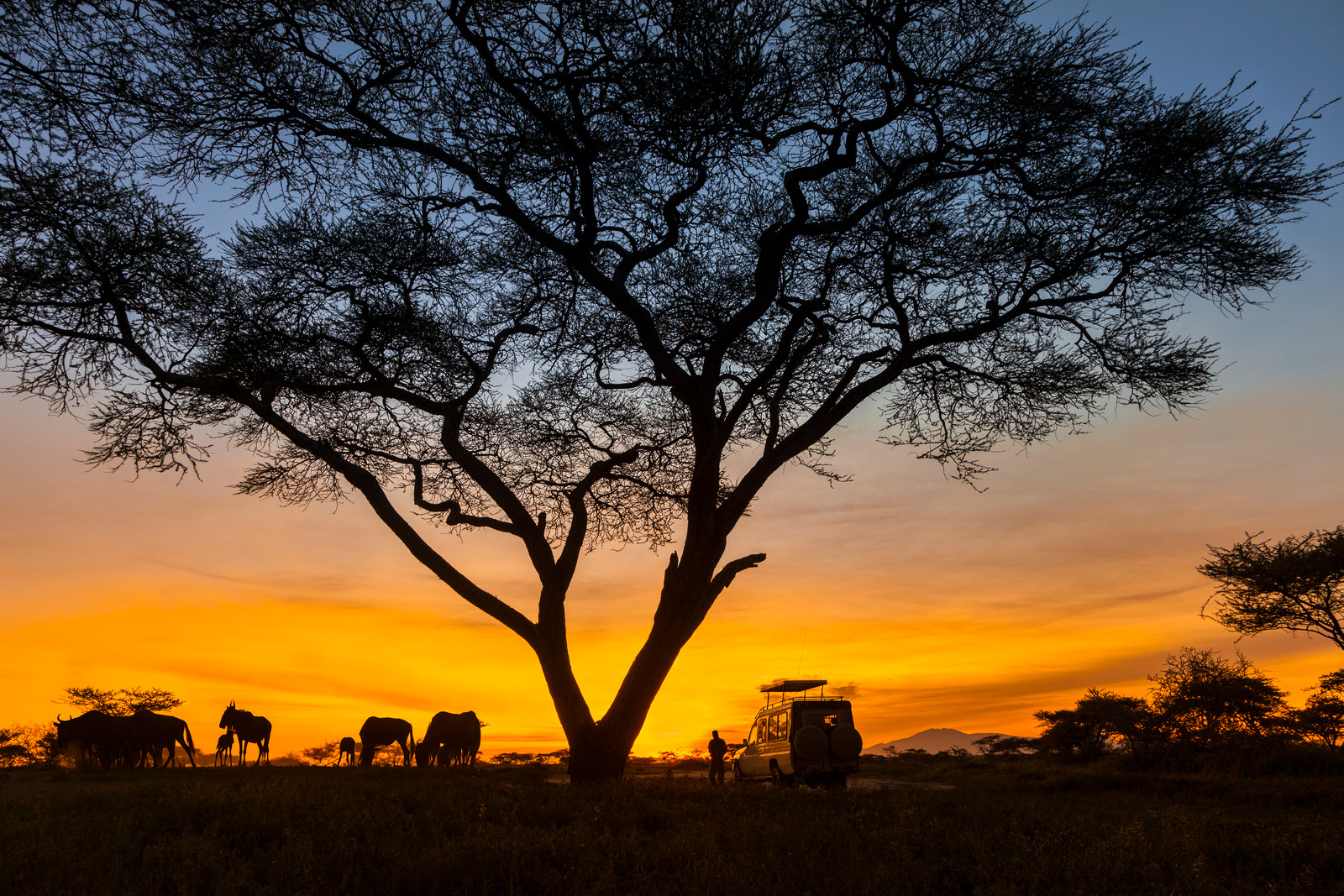 Acacia in silhouette al tramonto con gnu e jeep nella savana